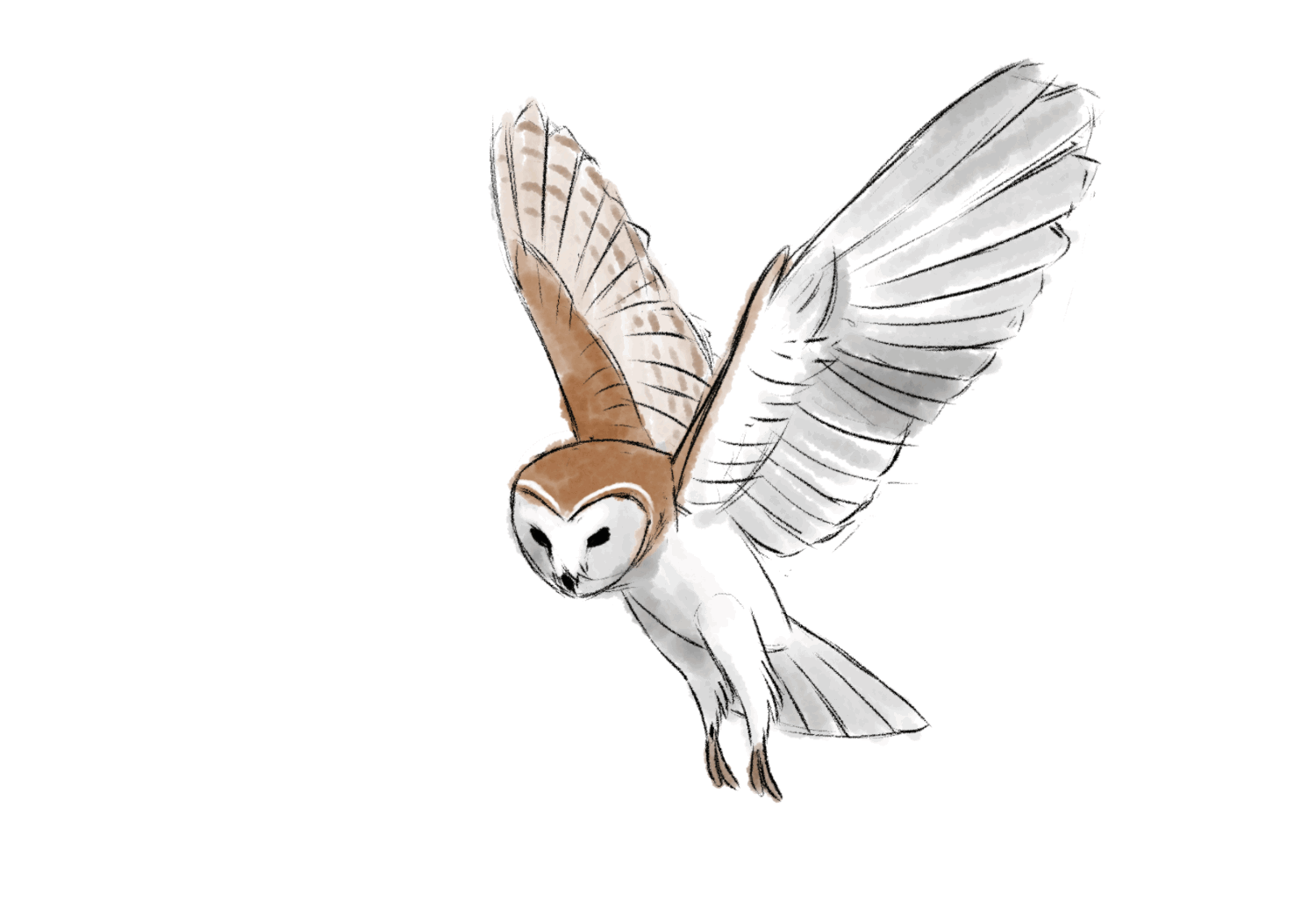 Owl flight cycle animation by tanya-buka on DeviantArt